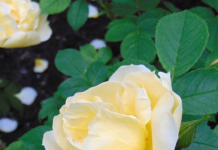 Когда в питомнике бронировать редкие сорта, чтобы успеть к сезону?