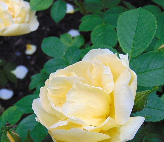 Когда в питомнике бронировать редкие сорта, чтобы успеть к сезону?